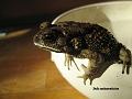 Bufo melanostictus (Duttaphrynus melanostictus) 01